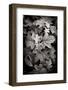 Hydrangea Leaves in Black and White-Debra Van Swearingen-Framed Photographic Print