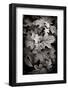 Hydrangea Leaves in Black and White-Debra Van Swearingen-Framed Photographic Print