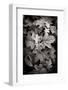 Hydrangea Leaves in Black and White-Debra Van Swearingen-Framed Photographic Print