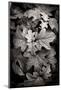 Hydrangea Leaves in Black and White-Debra Van Swearingen-Mounted Photographic Print