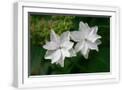 White Frame