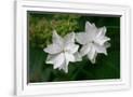Gramercy White