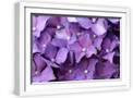 White Frame