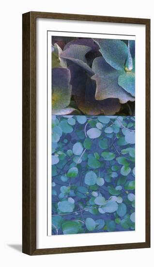 Hydrangea Mix II-Ricki Mountain-Framed Photographic Print