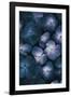 Hydrangea Nocturne-Irene Suchocki-Framed Giclee Print