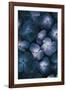 Hydrangea Nocturne-Irene Suchocki-Framed Giclee Print