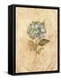 Hydrangea on Cracked Linen-Cheri Blum-Framed Stretched Canvas