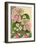 Hydrangea on Love Letters-Piddix-Framed Art Print