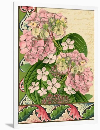 Hydrangea on Love Letters-Piddix-Framed Art Print