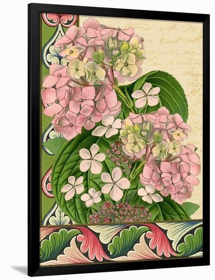 Hydrangea on Love Letters-Piddix-Framed Art Print