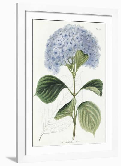 Hydrangea Otaksa-The Vintage Collection-Framed Giclee Print