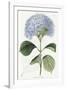 Hydrangea Otaksa-The Vintage Collection-Framed Giclee Print