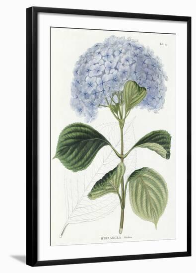 Hydrangea Otaksa-The Vintage Collection-Framed Giclee Print