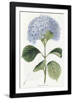 Hydrangea Otaksa-The Vintage Collection-Framed Giclee Print