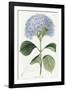 Hydrangea Otaksa-The Vintage Collection-Framed Giclee Print