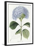 Hydrangea Otaksa-The Vintage Collection-Framed Giclee Print