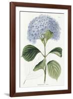 Hydrangea Otaksa-The Vintage Collection-Framed Giclee Print