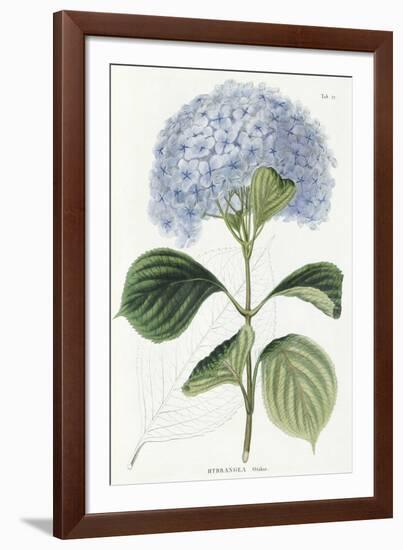 Hydrangea Otaksa-The Vintage Collection-Framed Giclee Print