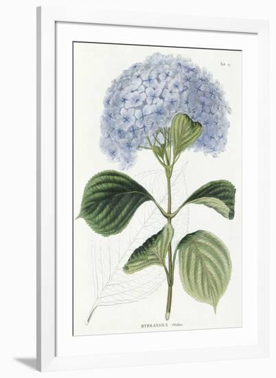 Hydrangea Otaksa-The Vintage Collection-Framed Giclee Print