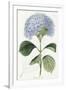 Hydrangea Otaksa-The Vintage Collection-Framed Giclee Print