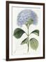 Hydrangea Otaksa-The Vintage Collection-Framed Giclee Print