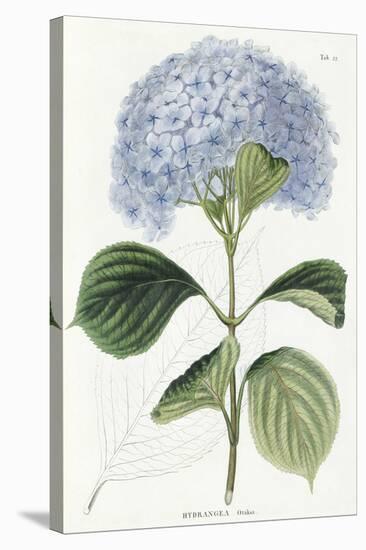 Hydrangea Otaksa-The Vintage Collection-Stretched Canvas