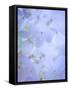 Hydrangea Paniculata II-Kathy Mahan-Framed Stretched Canvas