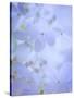Hydrangea Paniculata II-Kathy Mahan-Stretched Canvas