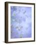 Hydrangea Paniculata II-Kathy Mahan-Framed Photographic Print