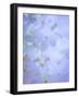 Hydrangea Paniculata II-Kathy Mahan-Framed Photographic Print