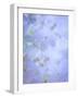 Hydrangea Paniculata II-Kathy Mahan-Framed Photographic Print