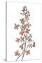Hydrangea Paniculata-Mandy Disher-Stretched Canvas