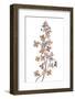 Hydrangea Paniculata-Mandy Disher-Framed Photographic Print