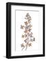 Hydrangea Paniculata-Mandy Disher-Framed Photographic Print