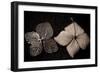 Hydrangea Skeleton I-Erin Berzel-Framed Photographic Print