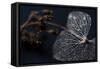 Hydrangea Skeleton II-Erin Berzel-Framed Stretched Canvas