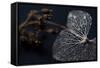 Hydrangea Skeleton II-Erin Berzel-Framed Stretched Canvas