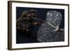 Hydrangea Skeleton II-Erin Berzel-Framed Photographic Print