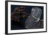 Hydrangea Skeleton II-Erin Berzel-Framed Photographic Print