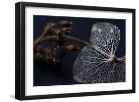 Hydrangea Skeleton II-Erin Berzel-Framed Photographic Print
