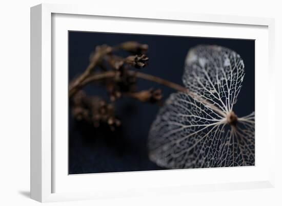 Hydrangea Skeleton II-Erin Berzel-Framed Photographic Print