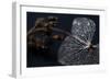 Hydrangea Skeleton II-Erin Berzel-Framed Photographic Print