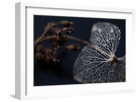 Hydrangea Skeleton II-Erin Berzel-Framed Photographic Print