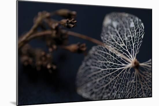 Hydrangea Skeleton II-Erin Berzel-Mounted Photographic Print