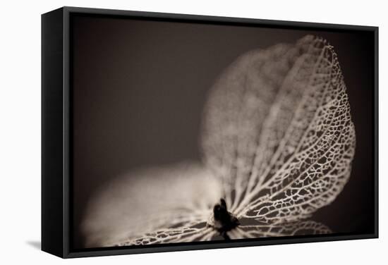 Hydrangea Skeleton III-Erin Berzel-Framed Stretched Canvas