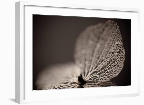 Hydrangea Skeleton III-Erin Berzel-Framed Photographic Print