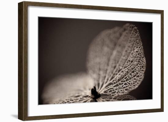 Hydrangea Skeleton III-Erin Berzel-Framed Photographic Print