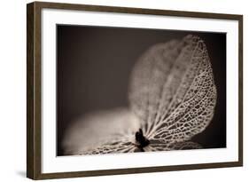 Hydrangea Skeleton III-Erin Berzel-Framed Photographic Print