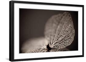 Hydrangea Skeleton III-Erin Berzel-Framed Photographic Print