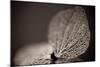 Hydrangea Skeleton III-Erin Berzel-Mounted Photographic Print